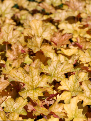 Гейхера Джинджер Эль (Ginger Ale)