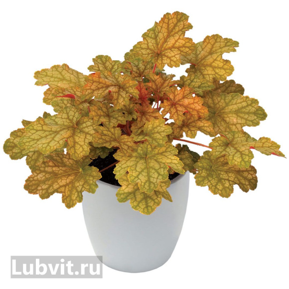 Гейхера Джинджер Эль (Ginger Ale) купить с доставкой Гейхера Джинджер Эль (Ginger Ale) купить с доставкой
