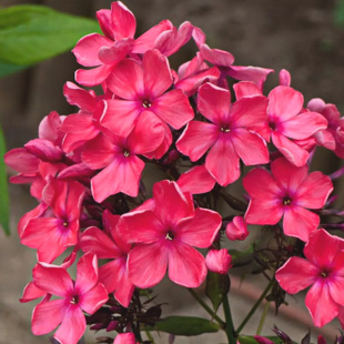 Флокс Иван-Заря