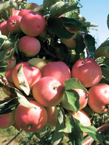 Яблоня Грушовка московская купить с доставкой