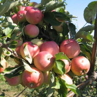 Яблоня Грушовка московская Яблоня Грушовка московская