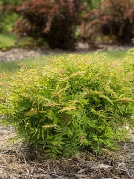 Рябинник рябинолистный Матча Болл (Matcha Ball) купить с доставкой