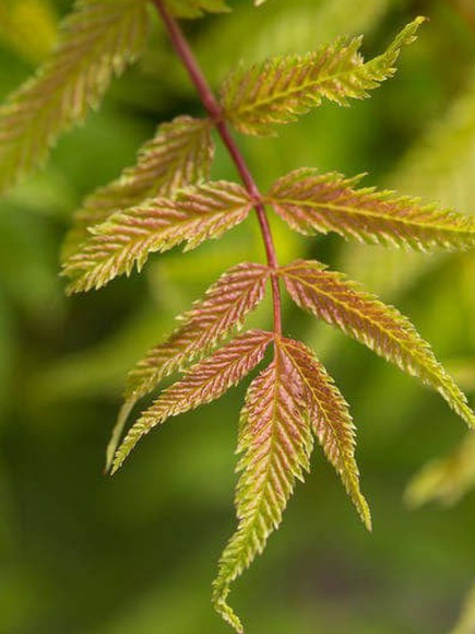Рябинник рябинолистный Матча Болл (Matcha Ball) купить с доставкой