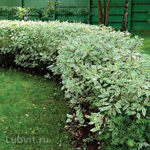 Дерен Ассортимент купить с доставкой