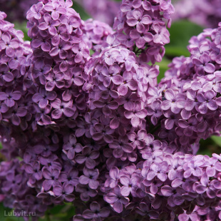 Сирень Мечта