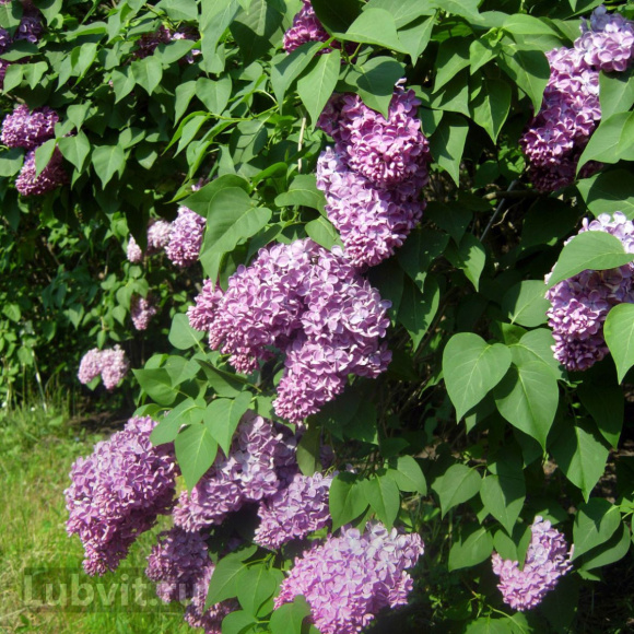 Сирень Мечта купить с доставкой