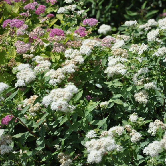 Спирея Альбифлора (Albiflora) купить с доставкой Спирея Альбифлора (Albiflora) купить с доставкой