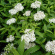 Спирея Альбифлора (Albiflora) купить с доставкой