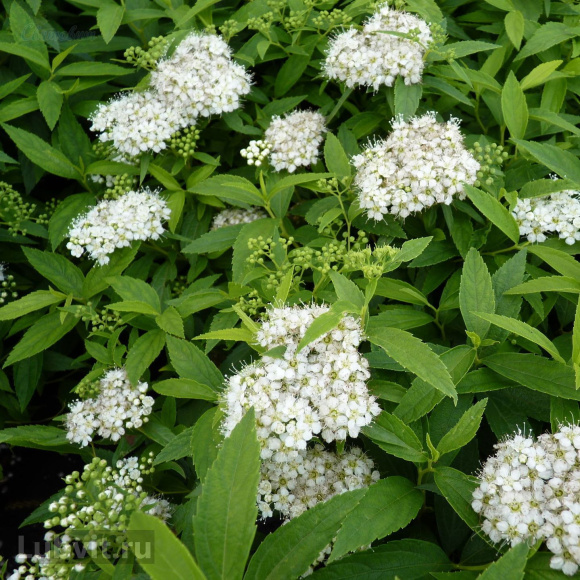 Спирея Альбифлора (Albiflora) купить с доставкой Спирея Альбифлора (Albiflora) купить с доставкой
