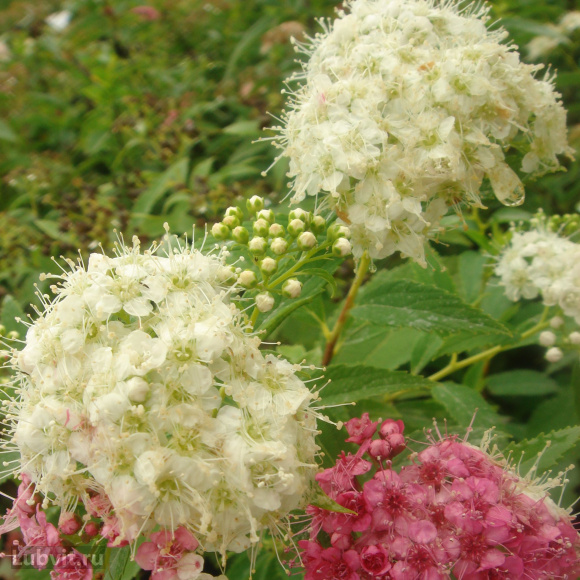 Спирея Альбифлора (Albiflora) купить с доставкой Спирея Альбифлора (Albiflora) купить с доставкой