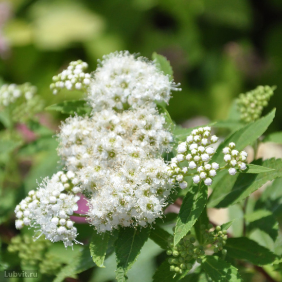 Спирея Альбифлора (Albiflora) купить с доставкой