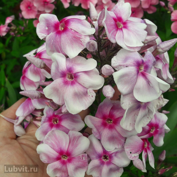 Флокс Разноцветье купить с доставкой