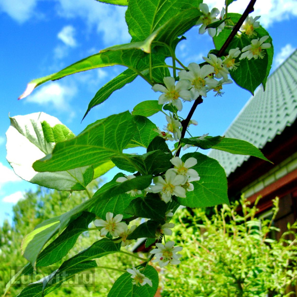 Актинидия Лунная купить с доставкой Актинидия Лунная купить с доставкой