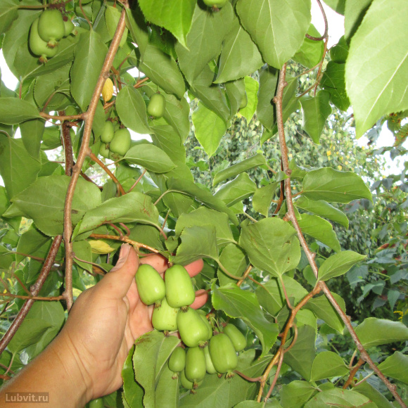 Актинидия Лунная купить с доставкой Актинидия Лунная купить с доставкой