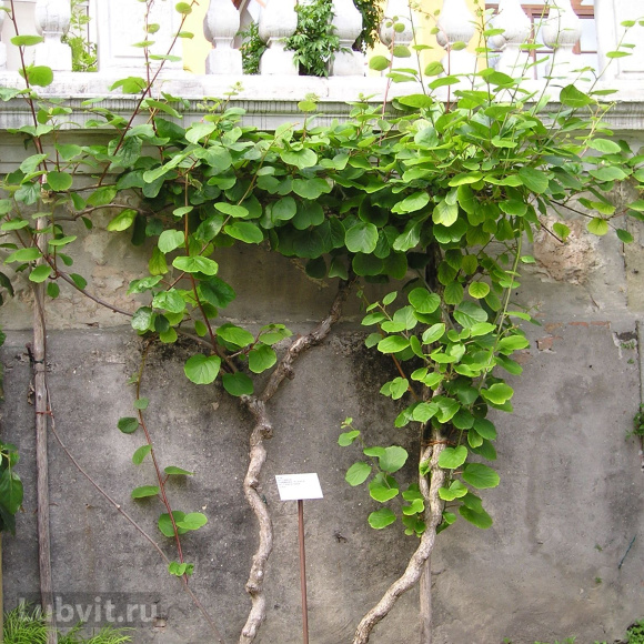 Актинидия Лунная купить с доставкой Актинидия Лунная купить с доставкой