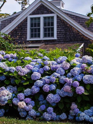 Гортензия Бесконечное лето (Endless Summer The Original) крупнолистная