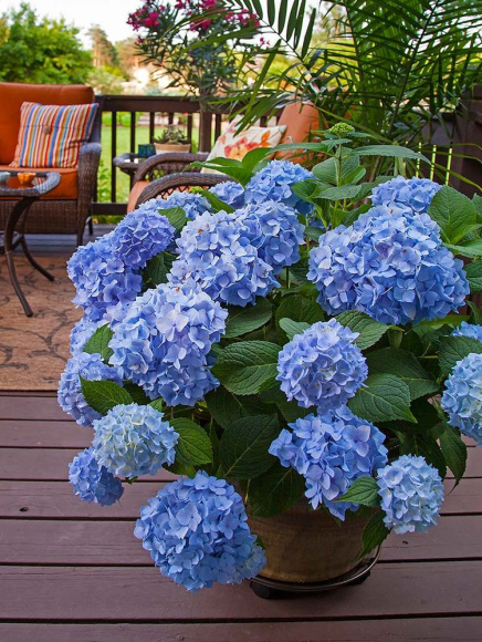 Гортензия Бесконечное лето (Endless Summer The Original) крупнолистная купить с доставкой