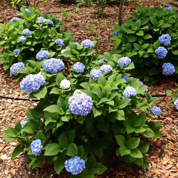 Гортензия Бесконечное лето (Endless Summer The Original) крупнолистная купить с доставкой Гортензия Бесконечное лето (Endless Summer The Original) крупнолистная купить с доставкой