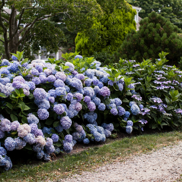 Гортензия Бесконечное лето (Endless Summer The Original) крупнолистная купить с доставкой Гортензия Бесконечное лето (Endless Summer The Original) крупнолистная купить с доставкой