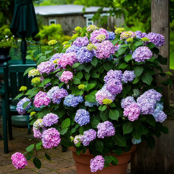 Гортензия Бесконечное лето (Endless Summer The Original) крупнолистная купить с доставкой Гортензия Бесконечное лето (Endless Summer The Original) крупнолистная купить с доставкой