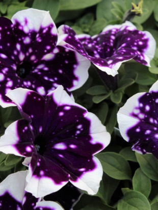 Петуния вегетативная Глейсер Скай (Glacier Sky)
