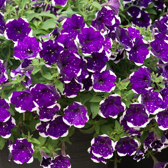 Петуния вегетативная Глейсер Скай (Glacier Sky) купить с доставкой