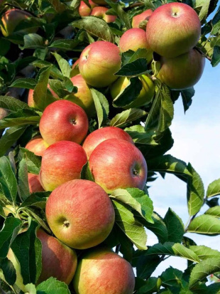 Яблоня Братчуд