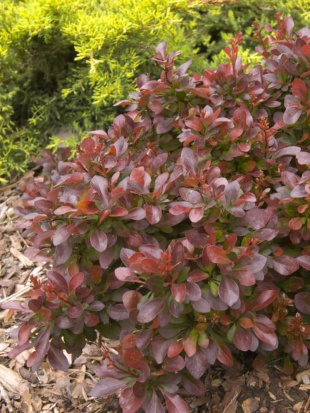 Барбарис Каберне (Cabernet)