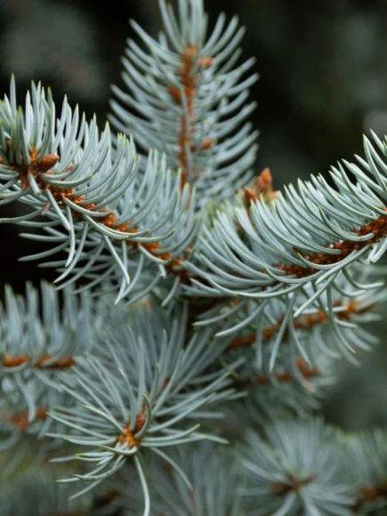 Ель Голубая (f.Glauca) купить с доставкой