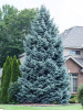 Ель Голубая (f.Glauca)