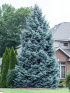 Ель Голубая (f.Glauca)