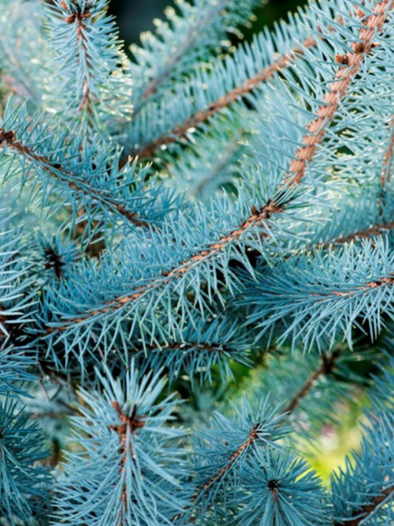 Ель Голубая (f.Glauca) купить с доставкой