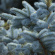 Ель Голубая (f.Glauca) с доставкой