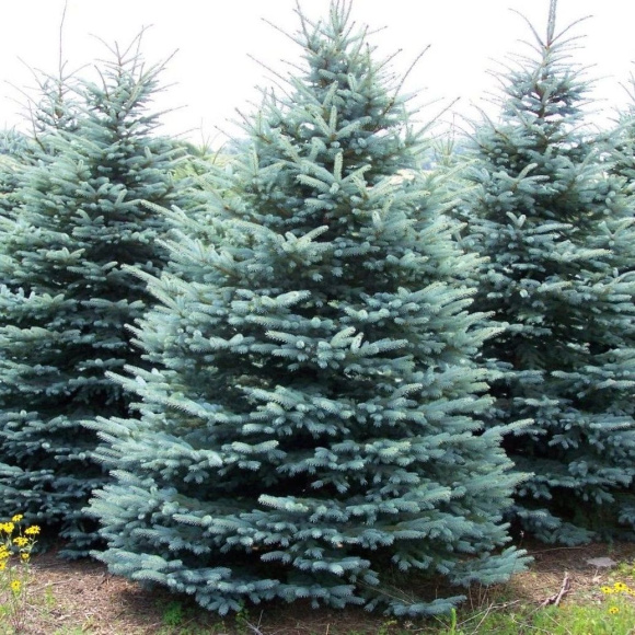Ель голубая Глаука (Picea Glauca)