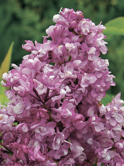 Сирень Изобилие купить с доставкой