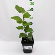 Сирень Изобилие Сирень Изобилие