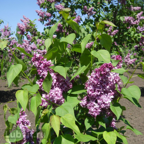 Сирень Изобилие купить с доставкой