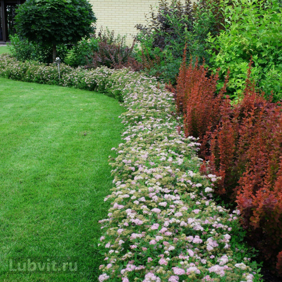 Спирея Литтл Принцесс (Little Princess) купить с доставкой Спирея Литтл Принцесс (Little Princess) купить с доставкой