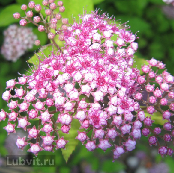 Спирея Литтл Принцесс (Little Princess) купить с доставкой