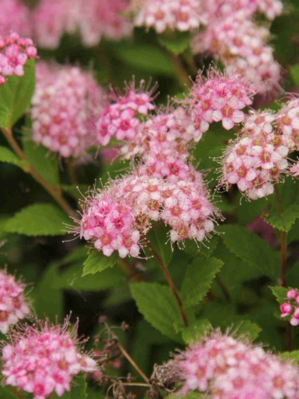 Спирея Литтл Принцесс (Little Princess) купить с доставкой