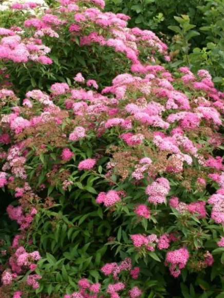 Спирея Литтл Принцесс (Little Princess) купить с доставкой