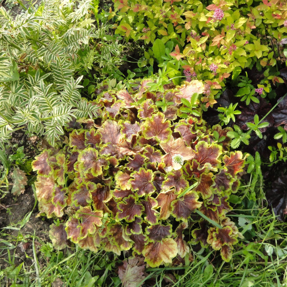 Гейхерелла Солар Эклипс (Solar eclipse) купить с доставкой Гейхерелла Солар Эклипс (Solar eclipse) купить с доставкой