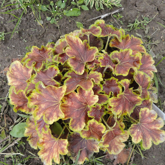 Гейхерелла Солар Эклипс (Solar eclipse) купить с доставкой Гейхерелла Солар Эклипс (Solar eclipse) купить с доставкой