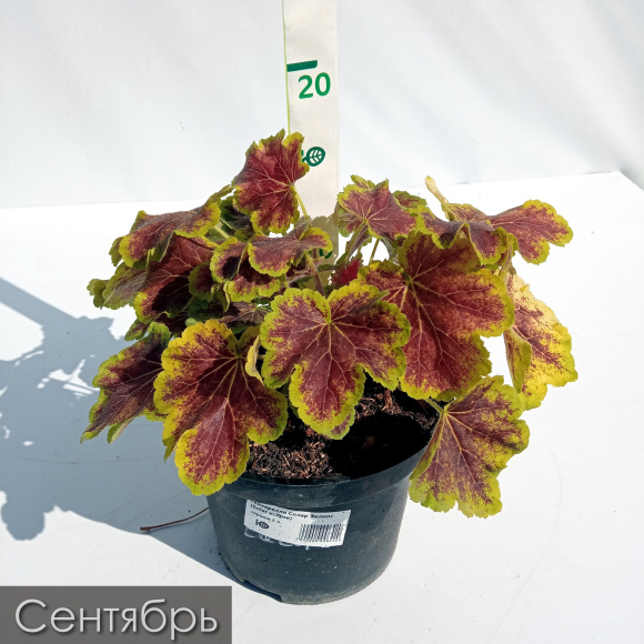 Гейхерелла Солар Эклипс (Solar eclipse) купить с доставкой Гейхерелла Солар Эклипс (Solar eclipse) купить с доставкой