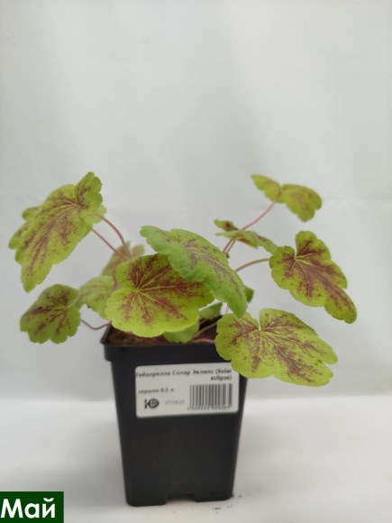 Гейхерелла Солар Эклипс (Solar eclipse) купить с доставкой Гейхерелла Солар Эклипс (Solar eclipse) купить с доставкой