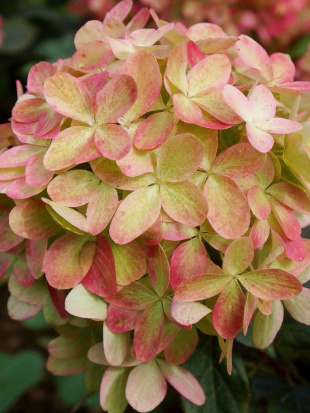 Гортензия Граффити (Graffiti) метельчатая