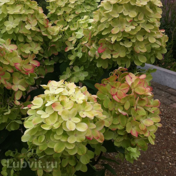 Гортензия Граффити (Graffiti) метельчатая купить с доставкой