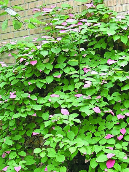 Актинидия Сладкая палочка купить с доставкой