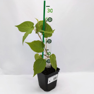 Актинидия Сладкая палочка