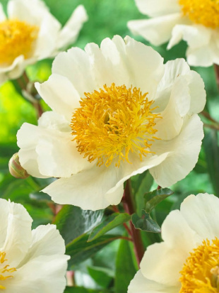 Пион Мун оф Ниппон (Moon of Nippon)